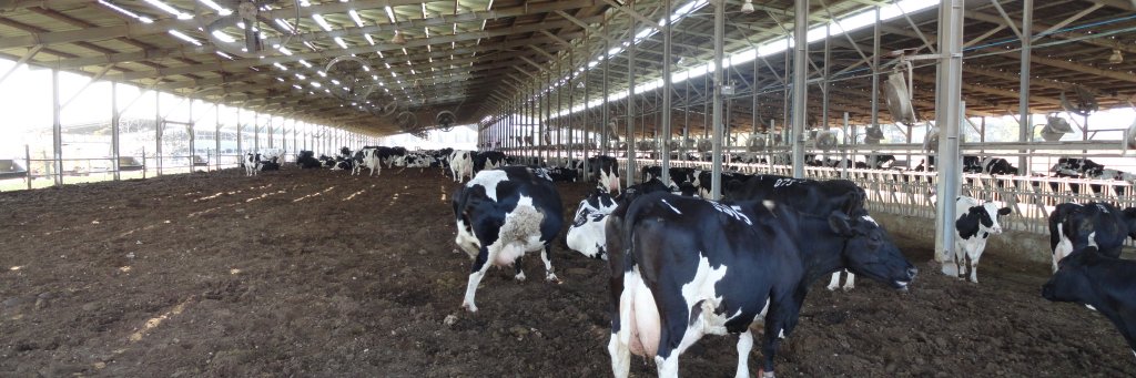 Daniel Ferrero banner