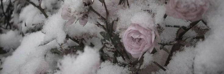 ⊹₊˚‧₊angelic chicken wing₊‧˚₊⊹ banner