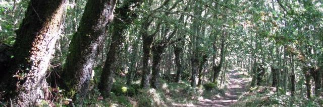 Alberto Bello banner