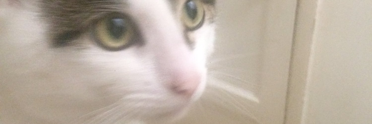 paddiewackwack's profile banner image