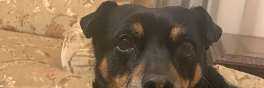 Jpets banner