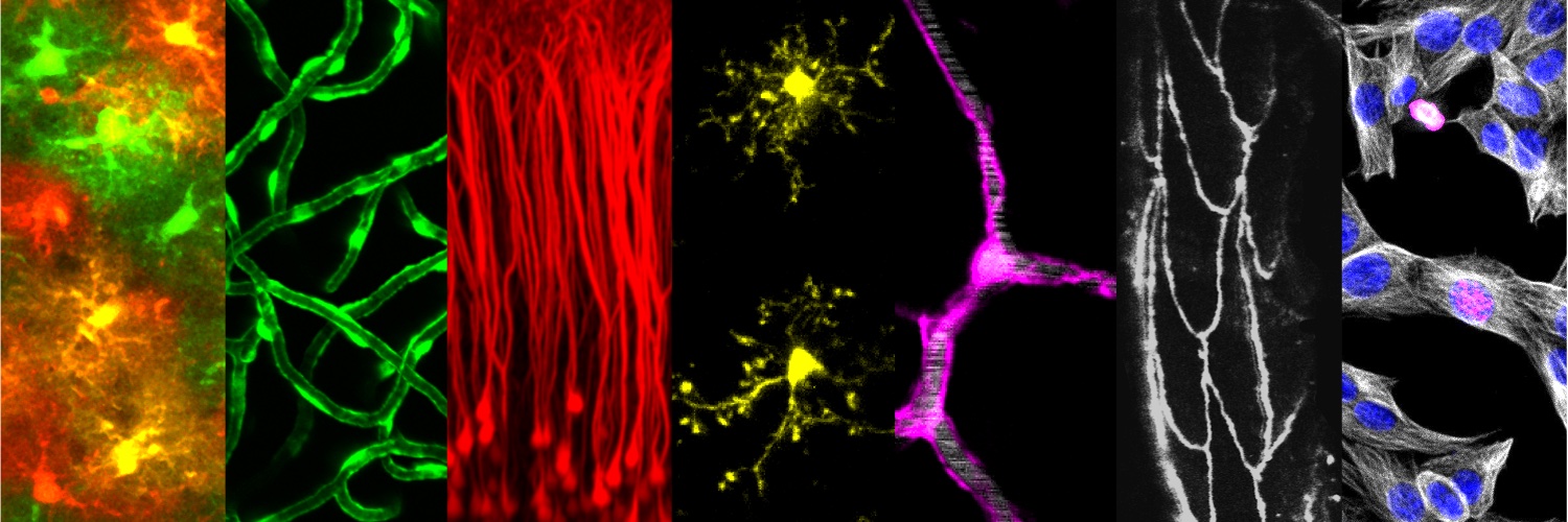 Bruno Weber Lab banner