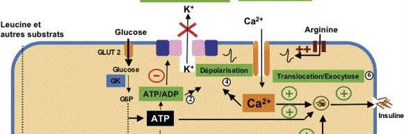 Physiolgy and Cell Signaling Club (CPSC) banner