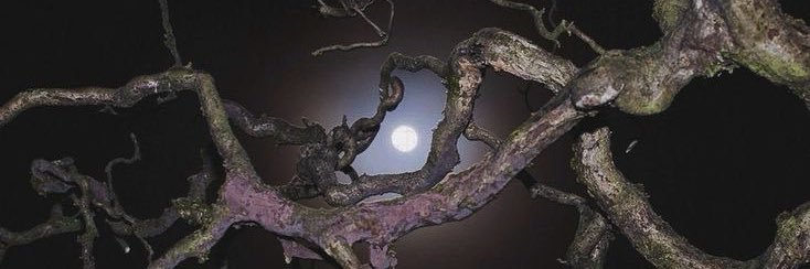 sophi ☥ ★ banner