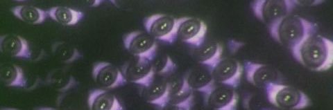 yarnie ｡𖦹°‧ banner