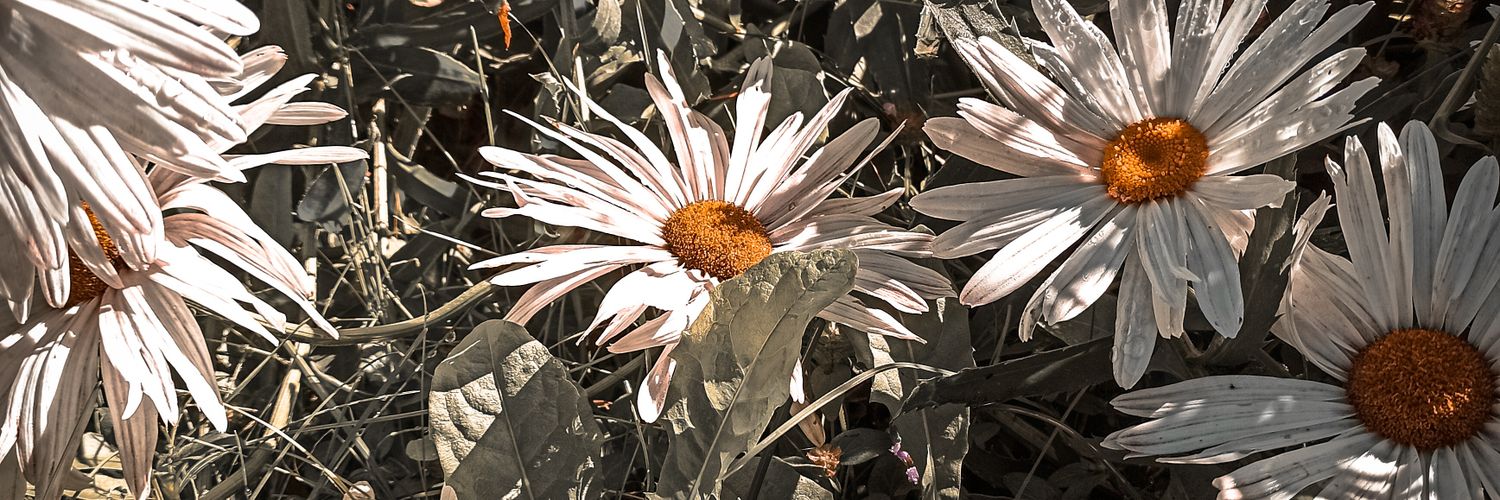 belumbo's profile banner image