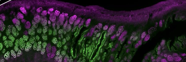 LeCaineInLab Profile Banner