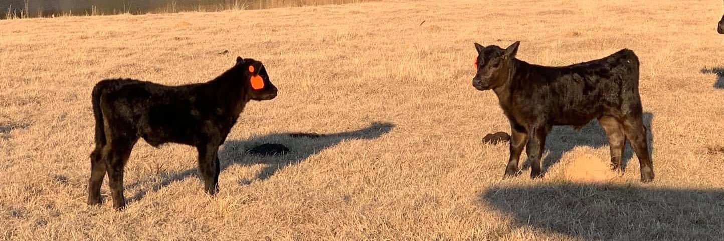 W_Angus_Cattle's profile banner image