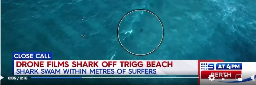 Dr Lisa Trigg banner