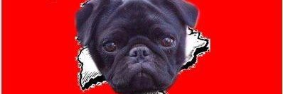 Puglette's profile banner image