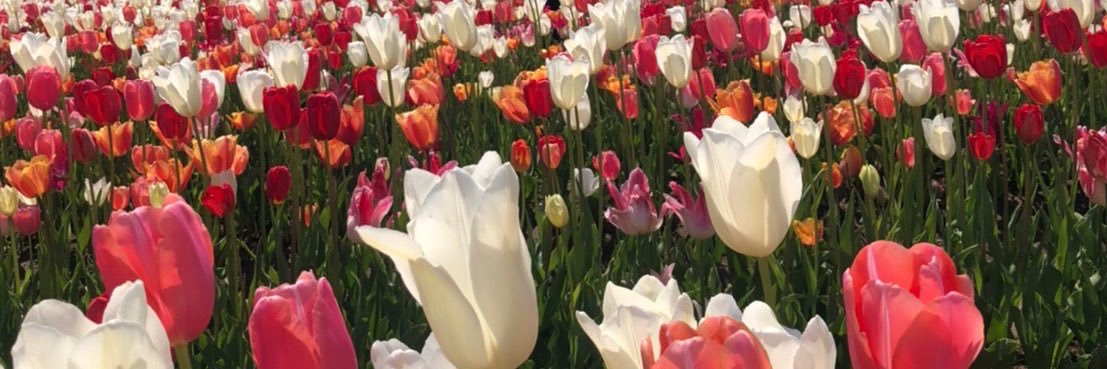 ➷ banner