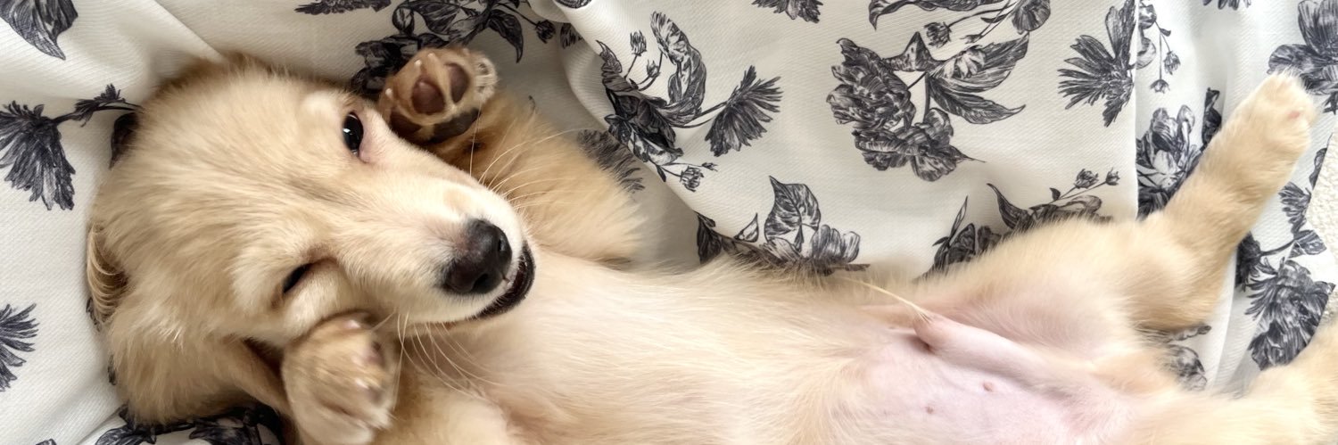 ロイ┊ミニチュアダックス banner