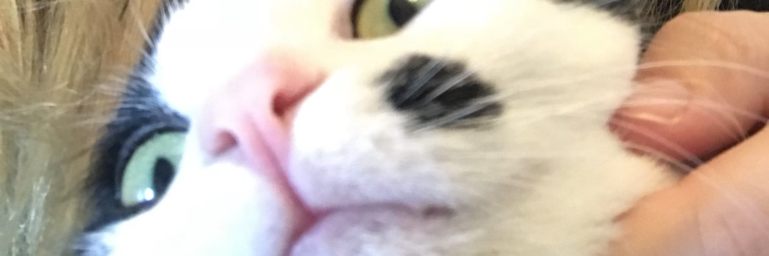 broooklynashley's profile banner image