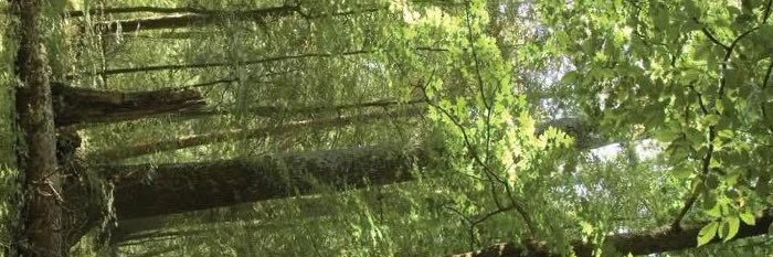 ChristineMCcab's profile banner image