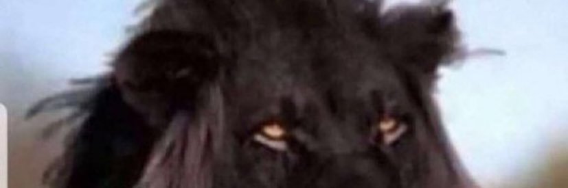 farkaber's profile banner image