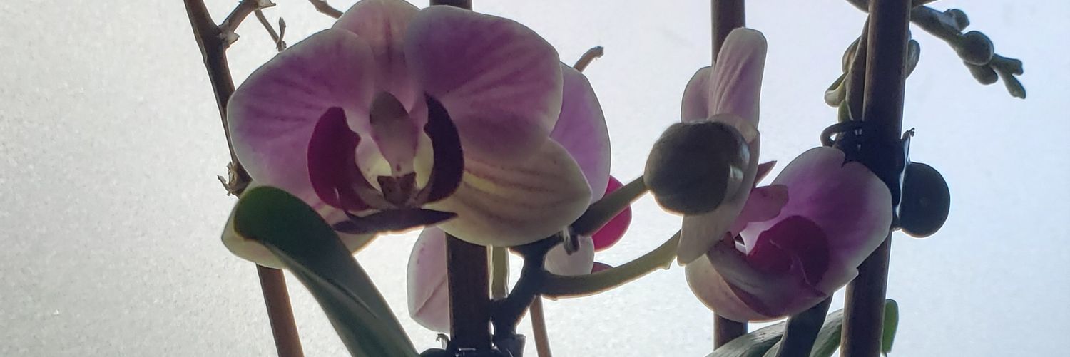 fiainros's profile banner image