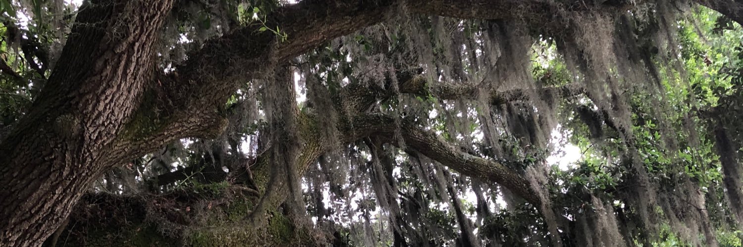 Verneda  Lights banner