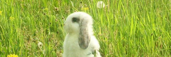 bunnyluvr__ Profile Banner