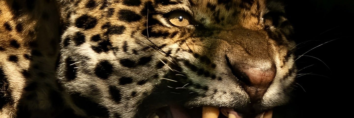 SoaringJetJag11's profile banner image