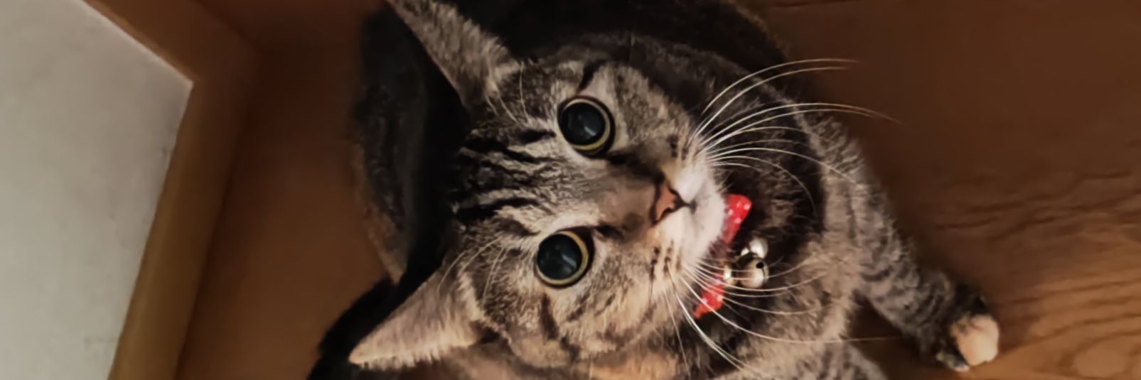 mtaosmao's profile banner image