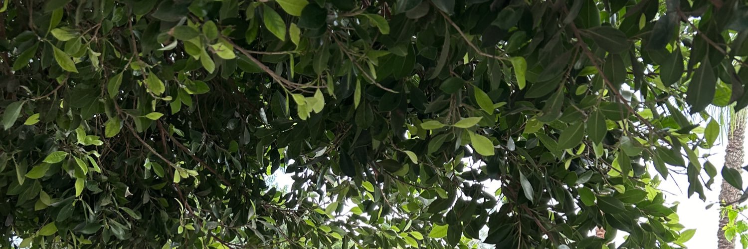 AlhajaliS's profile banner image