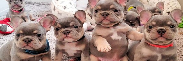 French Bulldog Lovers Community Profile Banner