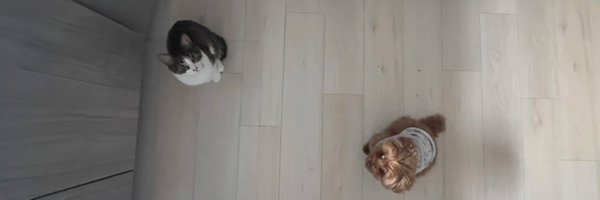 mctassan Profile Banner