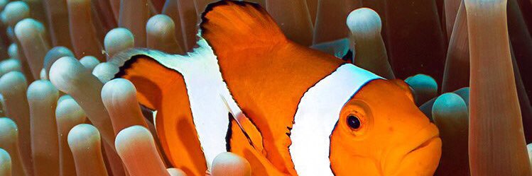 FortLax4's profile banner image