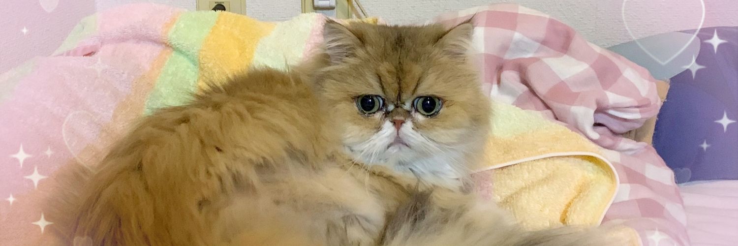 Keicats's profile banner image