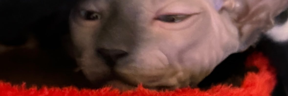 mat🐈‍⬛ banner