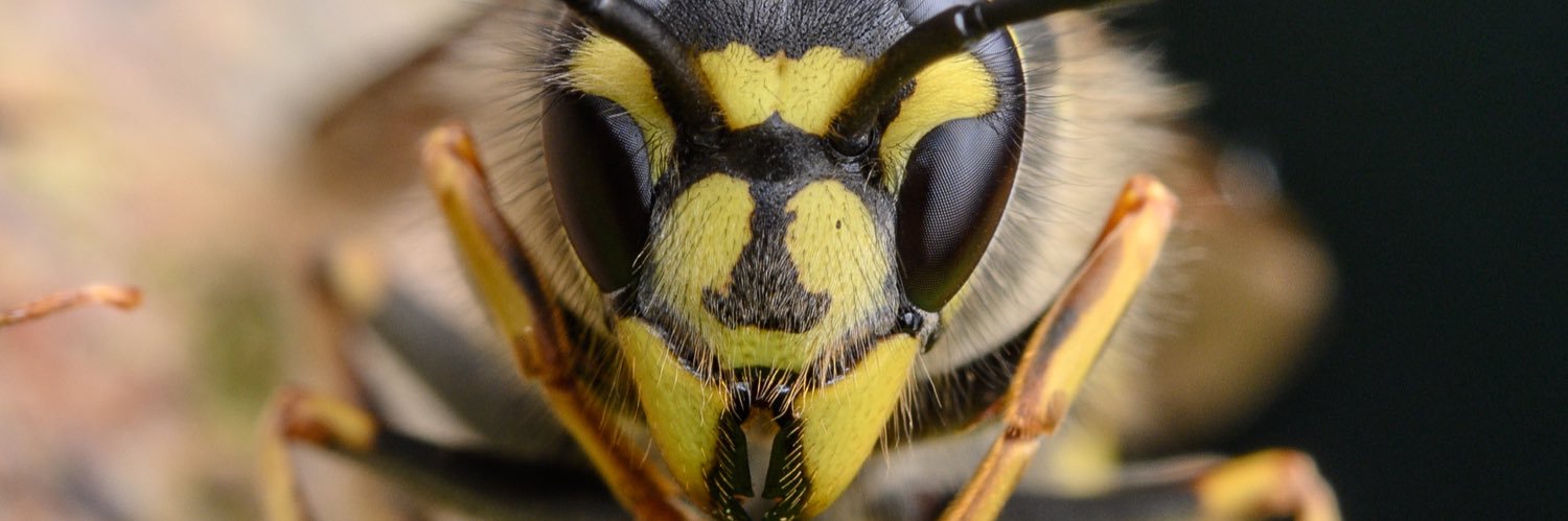 scary bug banner