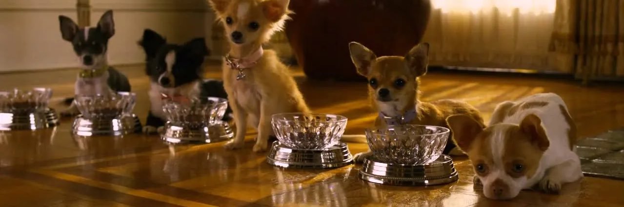 🐾 ᴘᴀᴘɪ ᴊʀ 🐾 banner