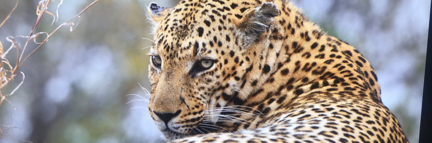 Sonja Blignaut banner