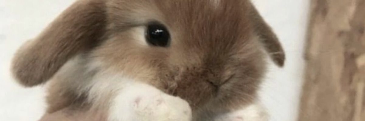 '` ara banner