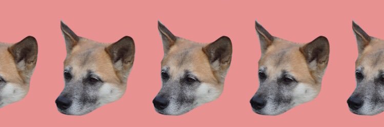 リョーコ🦈🐕🐿🦦🐈‍⬛ banner