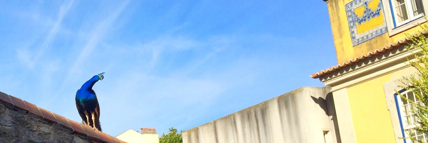 kouriati's profile banner image