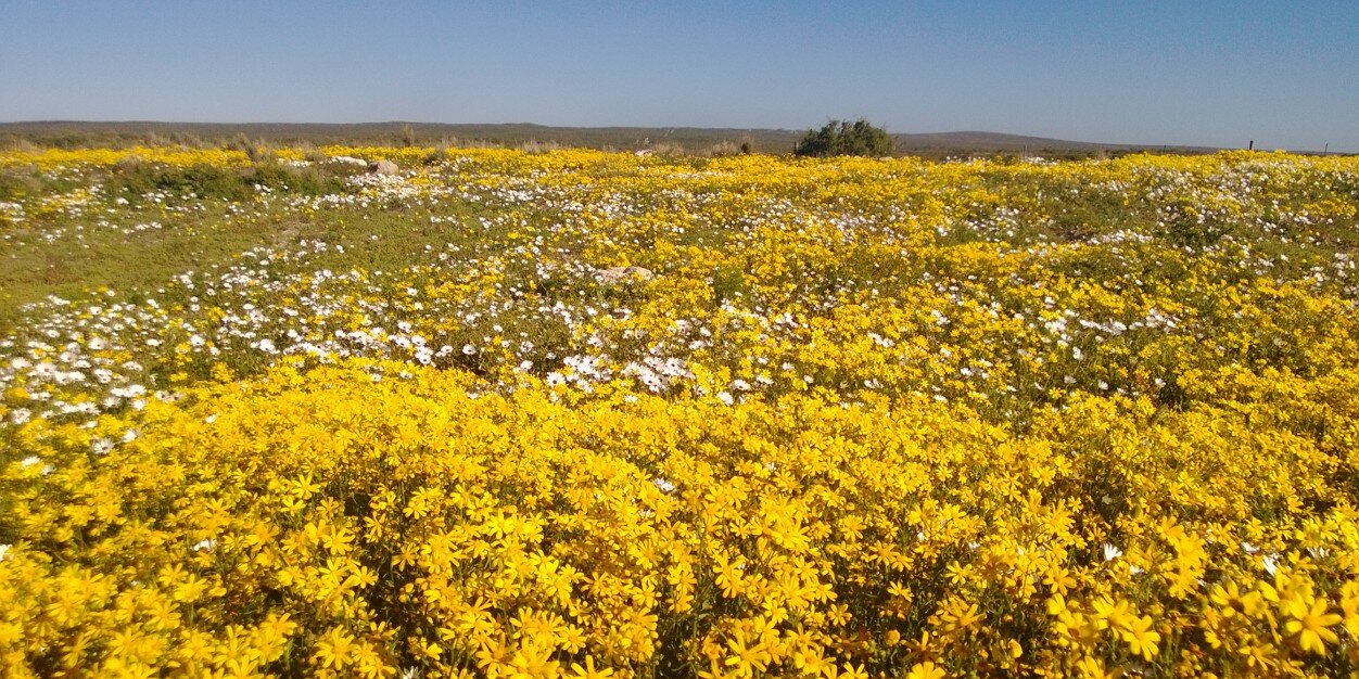Angela Schaerer banner
