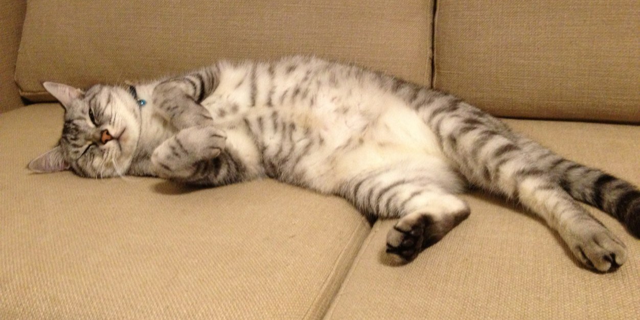 forkner_cat's profile banner image