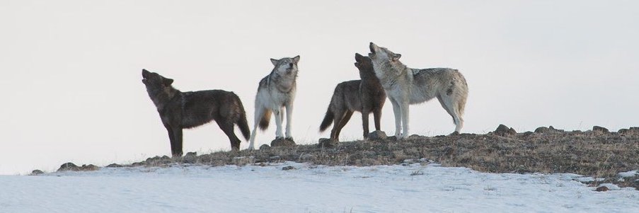 JustBeingRobin banner