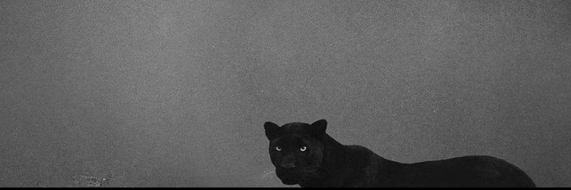 Nina banner