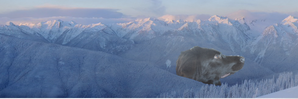 SirMrFields's profile banner image