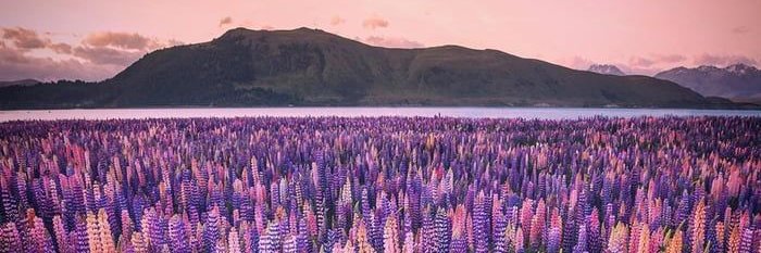 TheWanderLyz's profile banner image