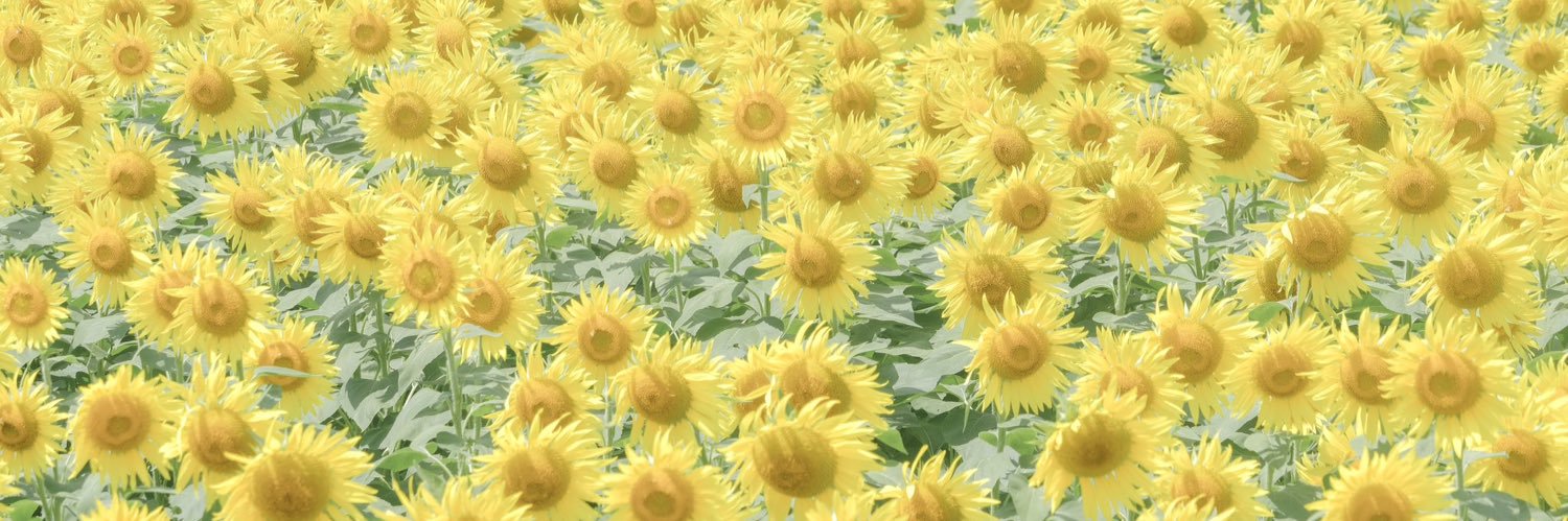 chaechae_em's profile banner image