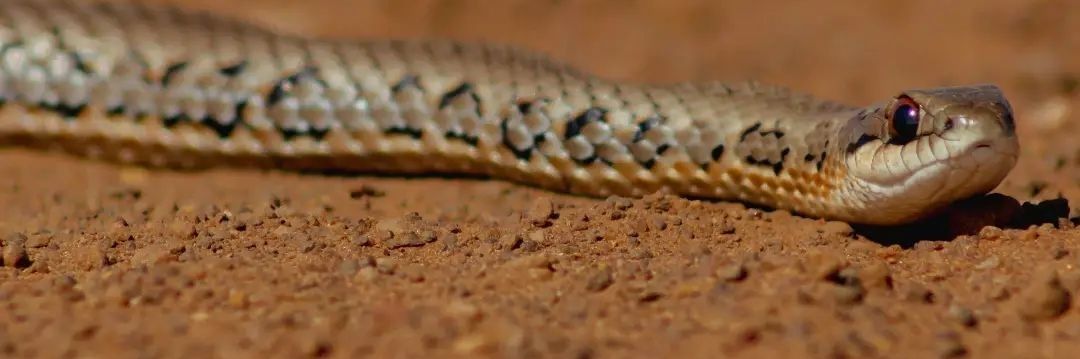 SnakebiteScoop banner