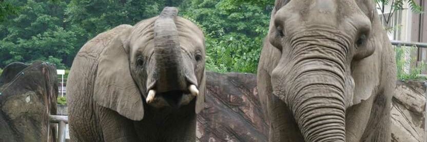美紀🐘 banner