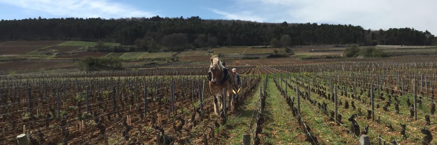 𝙈𝙖𝙩𝙩𝙝𝙚𝙬 𝙂𝙖𝙪𝙜𝙝𝙖𝙣 banner