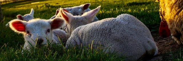 Lynsey Clayton - Ethical Lifestyle Choices banner