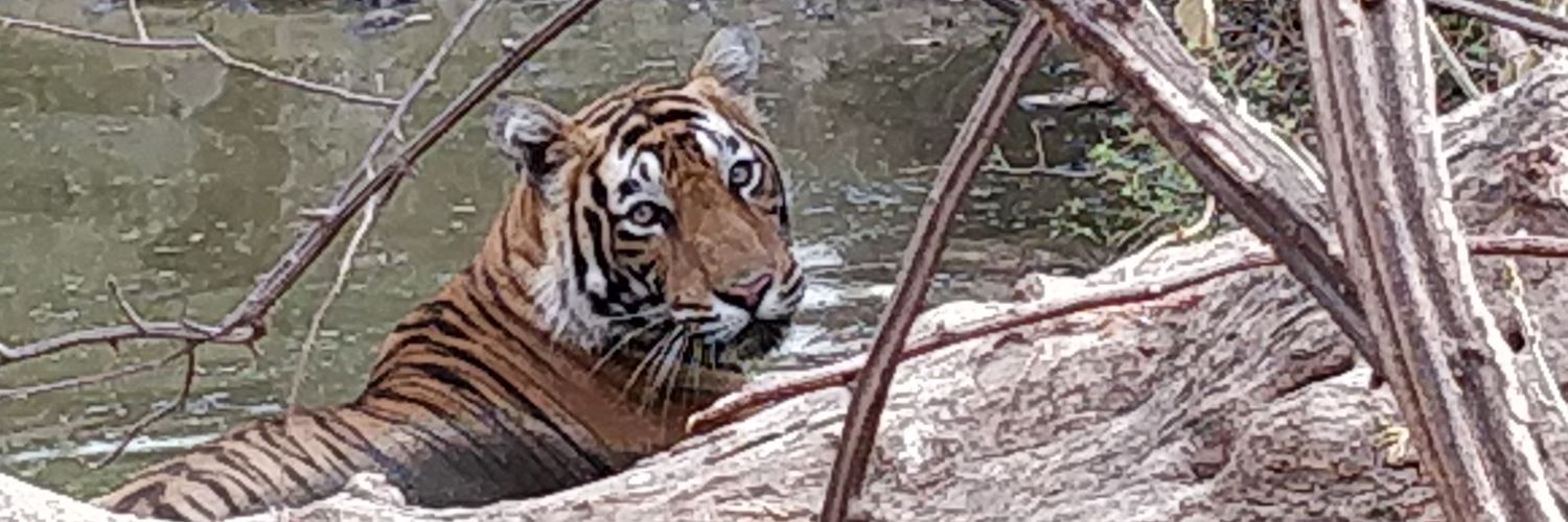 OldMonkGuy's profile banner image