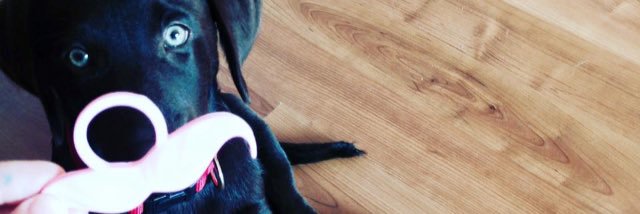 cocotro's profile banner image