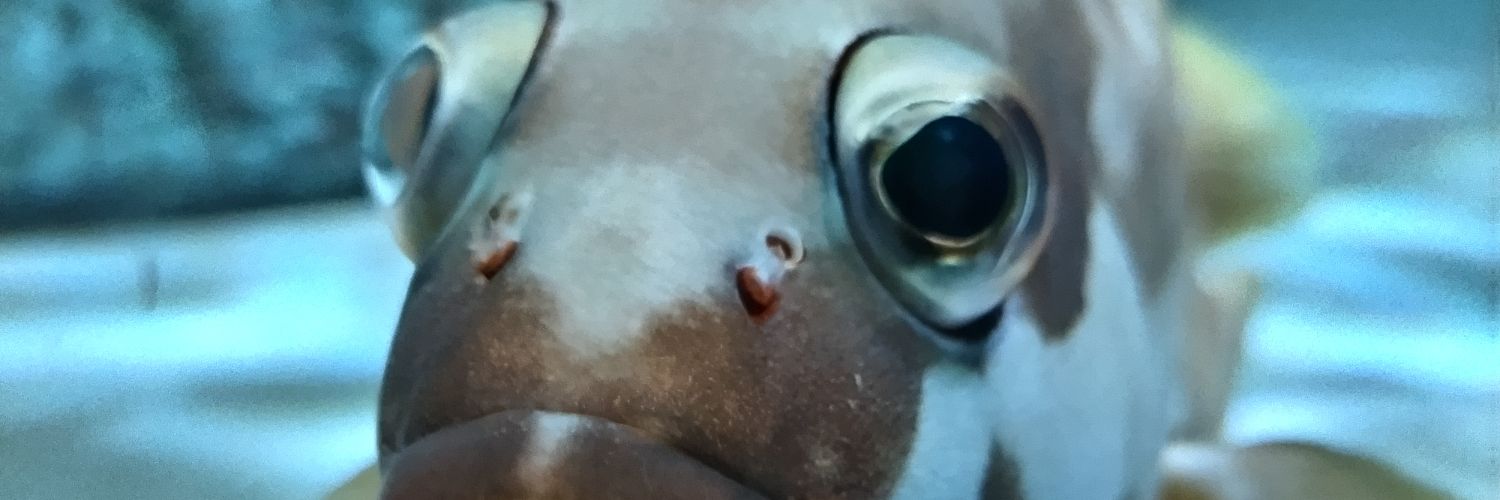 白(つくも) banner